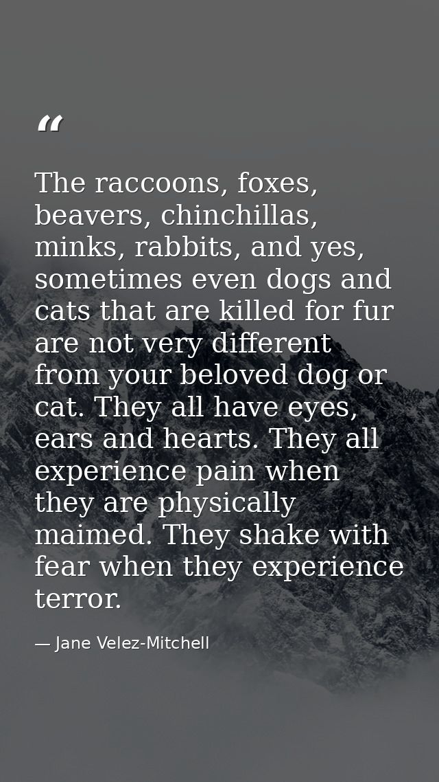 The raccoons, foxes, beavers, chinchillas, minks, rabbits, and yes, sometimes even dogs and cats that are killed for fur — Jane Velez-Mitchell