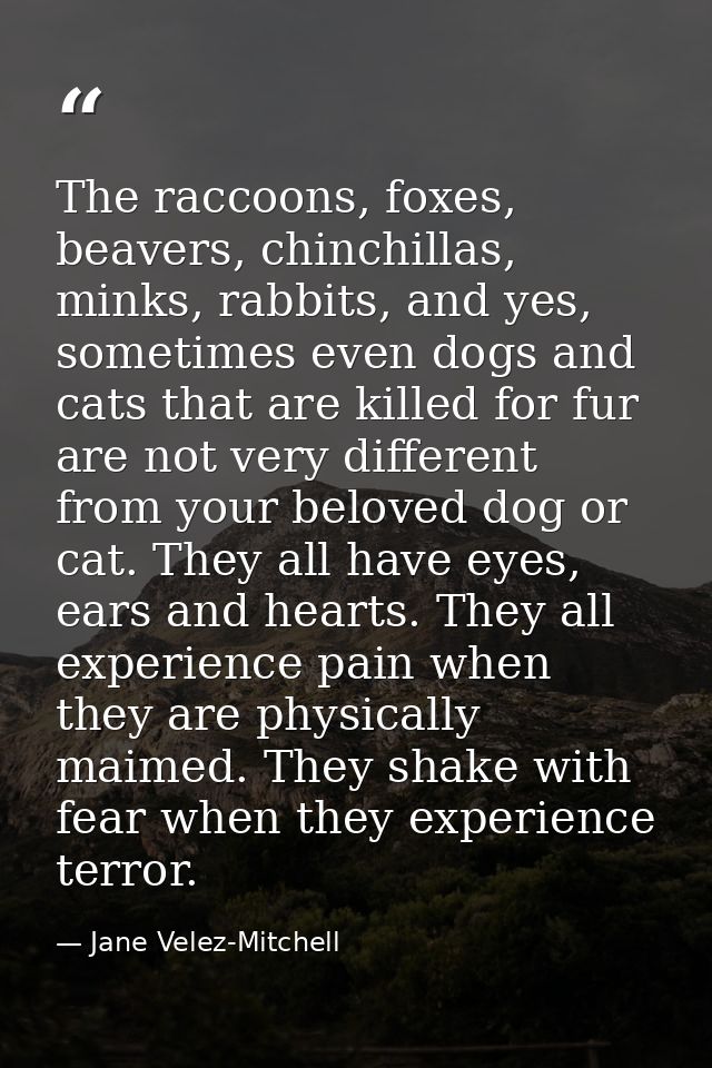The raccoons, foxes, beavers, chinchillas, minks, rabbits, and yes, sometimes even dogs and cats that are killed for fur — Jane Velez-Mitchell