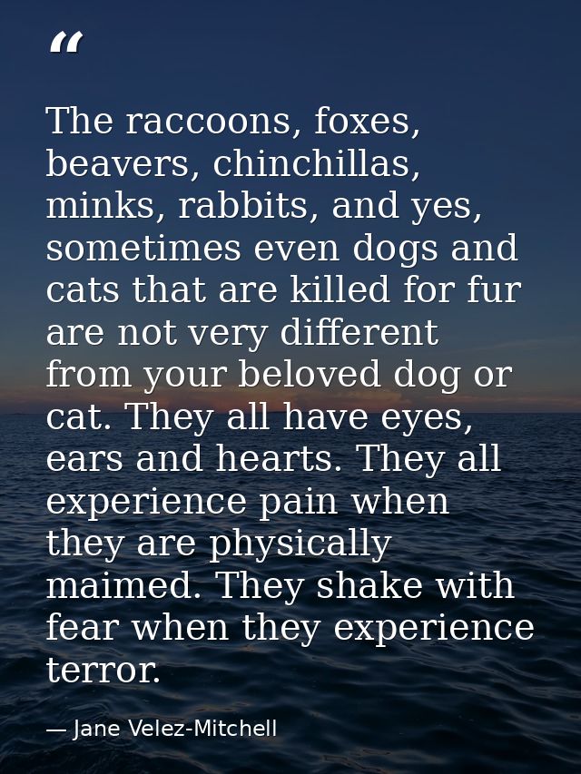 The raccoons, foxes, beavers, chinchillas, minks, rabbits, and yes, sometimes even dogs and cats that are killed for fur — Jane Velez-Mitchell