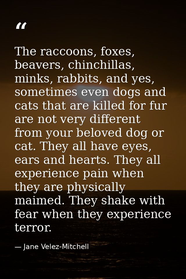 The raccoons, foxes, beavers, chinchillas, minks, rabbits, and yes, sometimes even dogs and cats that are killed for fur — Jane Velez-Mitchell