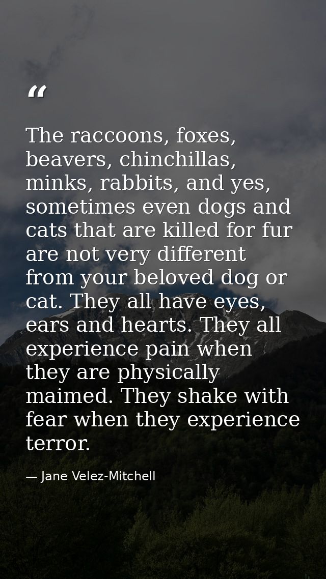 The raccoons, foxes, beavers, chinchillas, minks, rabbits, and yes, sometimes even dogs and cats that are killed for fur — Jane Velez-Mitchell