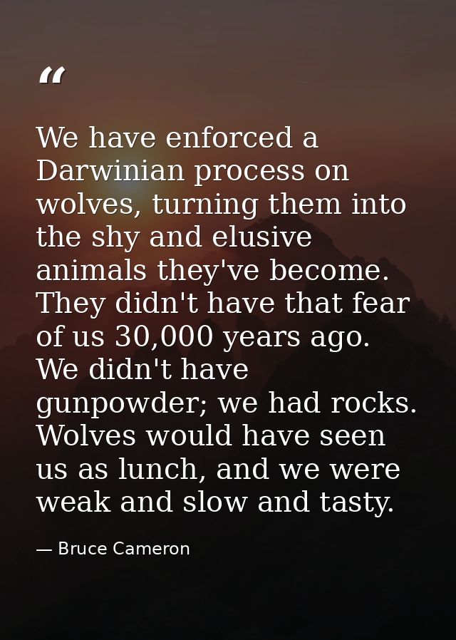 We have enforced a Darwinian process on wolves, turning them into the shy and elusive animals they've become. They didn' — Bruce Cameron