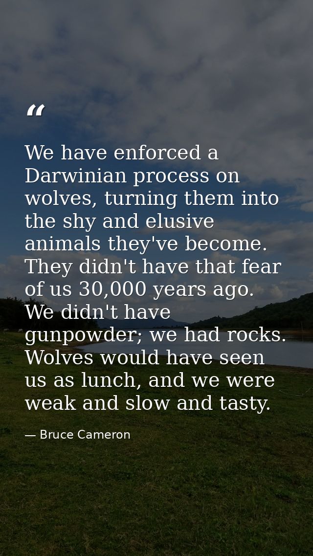 We have enforced a Darwinian process on wolves, turning them into the shy and elusive animals they've become. They didn' — Bruce Cameron