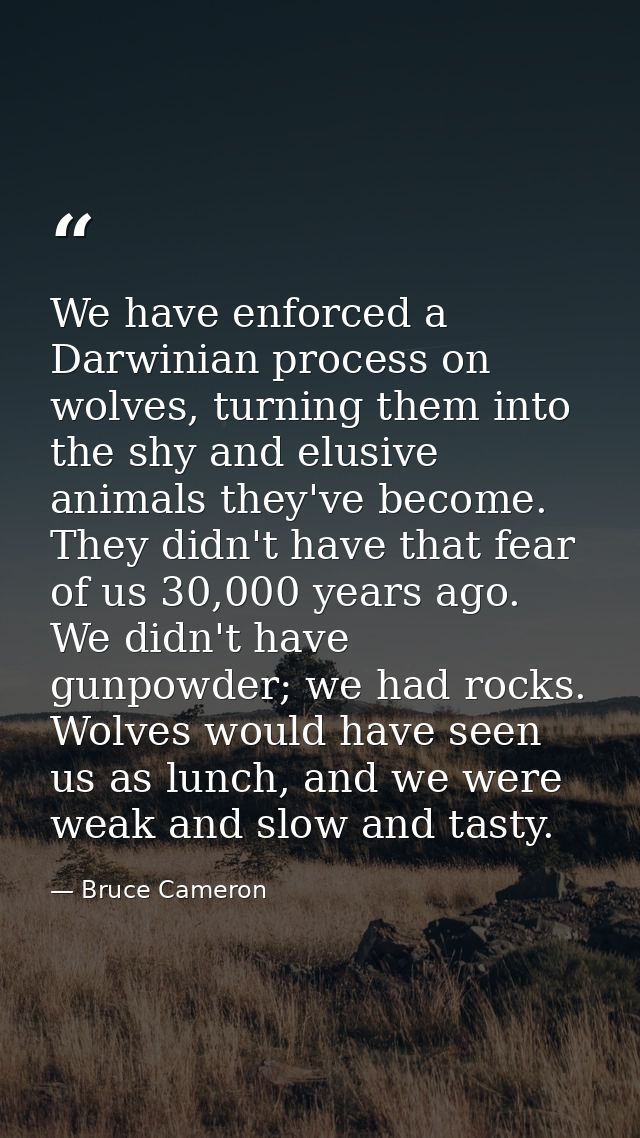 We have enforced a Darwinian process on wolves, turning them into the shy and elusive animals they've become. They didn' — Bruce Cameron