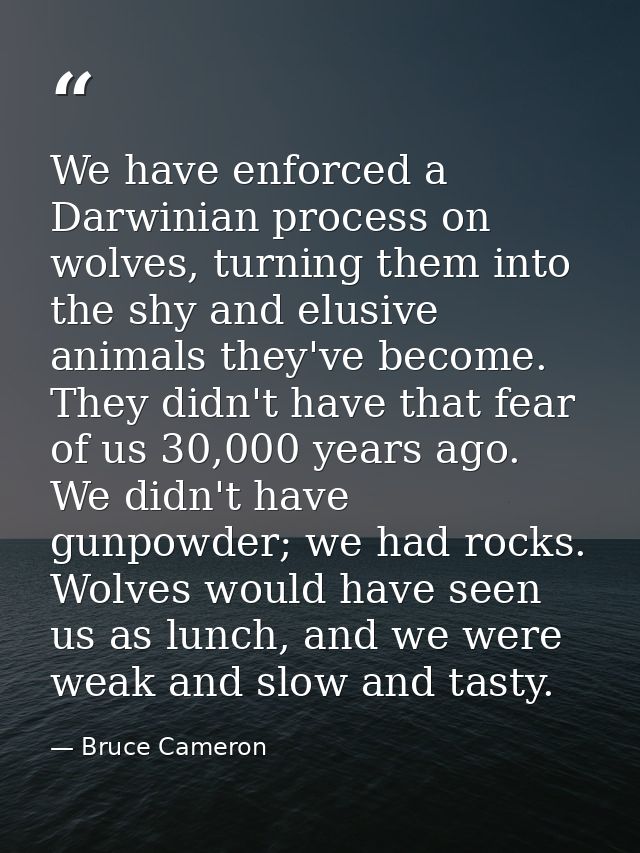 We have enforced a Darwinian process on wolves, turning them into the shy and elusive animals they've become. They didn' — Bruce Cameron