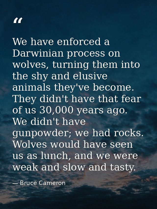 We have enforced a Darwinian process on wolves, turning them into the shy and elusive animals they've become. They didn' — Bruce Cameron