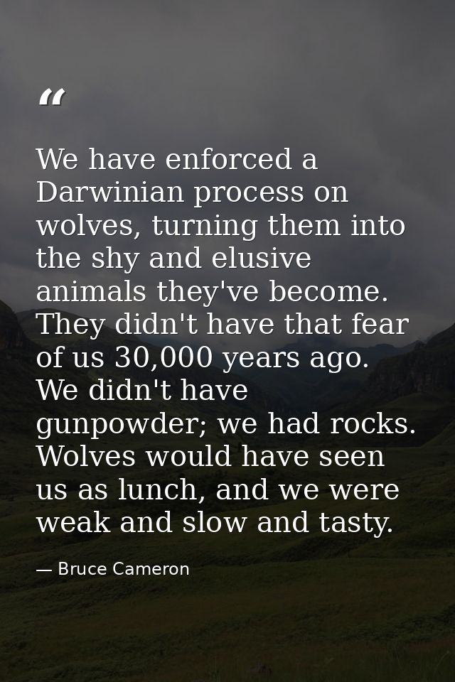 We have enforced a Darwinian process on wolves, turning them into the shy and elusive animals they've become. They didn' — Bruce Cameron