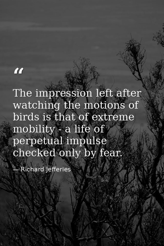 The impression left after watching the motions of birds is that of extreme mobility - a life of perpetual impulse checke — Richard Jefferies