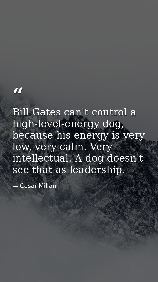 Bill Gates can't control a high-level-energy dog, because his energy is very low, very calm. Very intellectual. A dog do — Cesar Millan