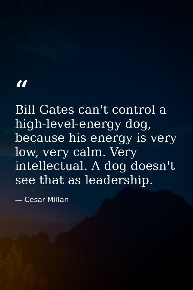 Bill Gates can't control a high-level-energy dog, because his energy is very low, very calm. Very intellectual. A dog do — Cesar Millan