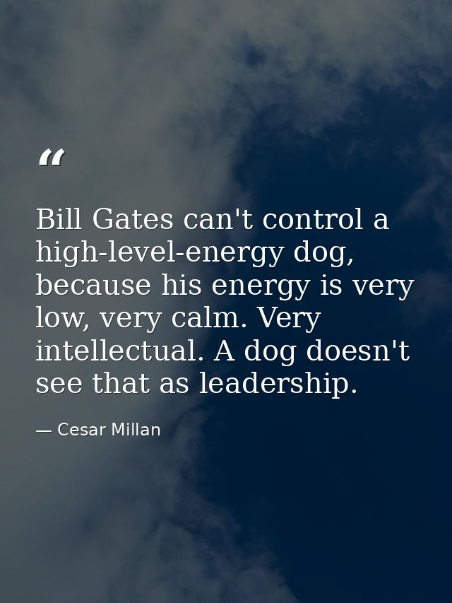 Bill Gates can't control a high-level-energy dog, because his energy is very low, very calm. Very intellectual. A dog do — Cesar Millan