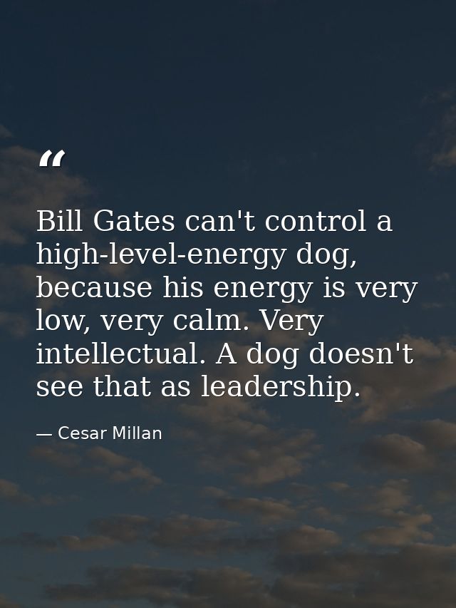 Bill Gates can't control a high-level-energy dog, because his energy is very low, very calm. Very intellectual. A dog do — Cesar Millan