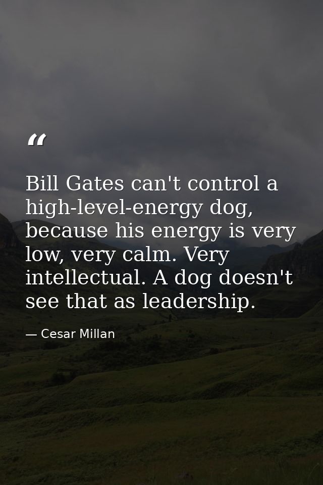 Bill Gates can't control a high-level-energy dog, because his energy is very low, very calm. Very intellectual. A dog do — Cesar Millan