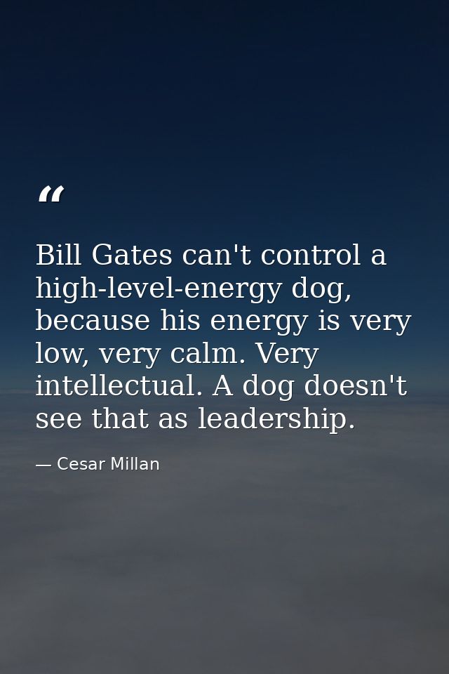 Bill Gates can't control a high-level-energy dog, because his energy is very low, very calm. Very intellectual. A dog do — Cesar Millan