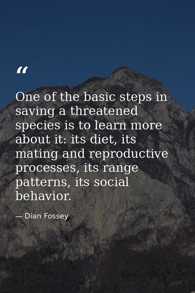 One of the basic steps in saving a threatened species is to learn more about it: its diet, its mating and reproductive p — Dian Fossey