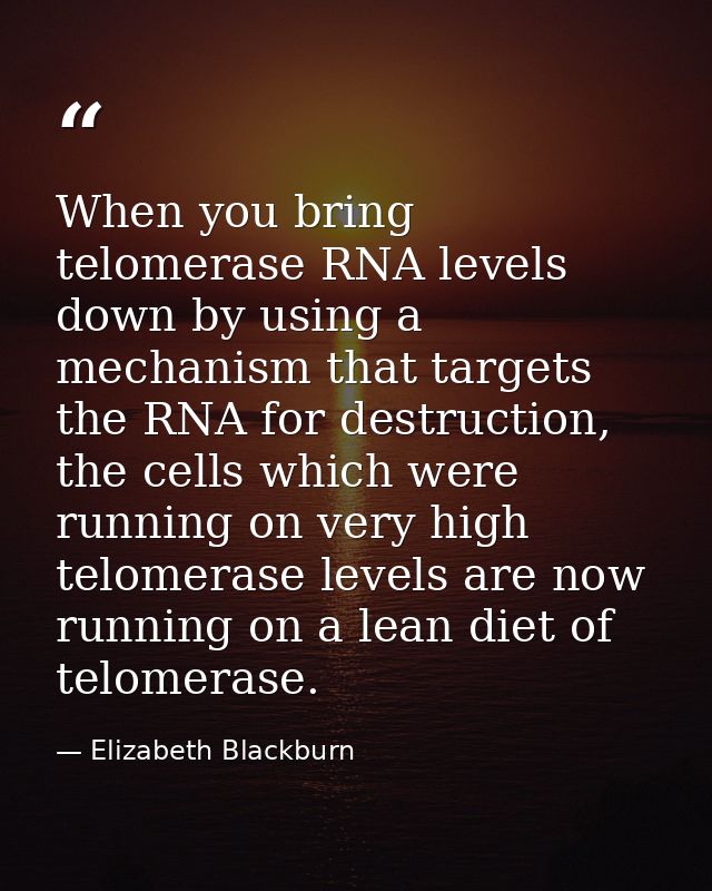 When you bring telomerase RNA levels down by using a mechanism that targets the RNA for destruction, the cells which wer — Elizabeth Blackburn
