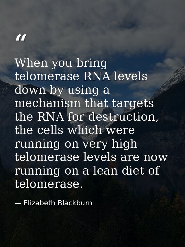 When you bring telomerase RNA levels down by using a mechanism that targets the RNA for destruction, the cells which wer — Elizabeth Blackburn