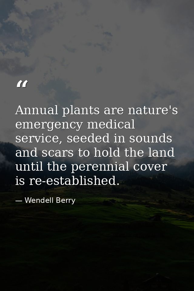 Annual plants are nature's emergency medical service, seeded in sounds and scars to hold the land until the perennial co — Wendell Berry