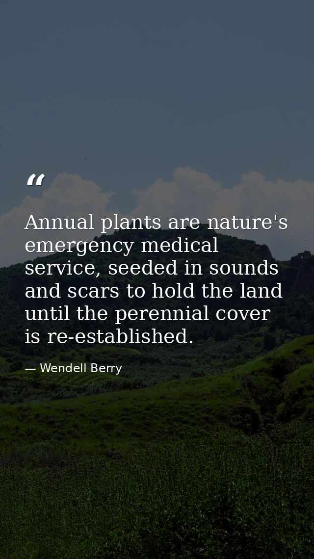 Annual plants are nature's emergency medical service, seeded in sounds and scars to hold the land until the perennial co — Wendell Berry