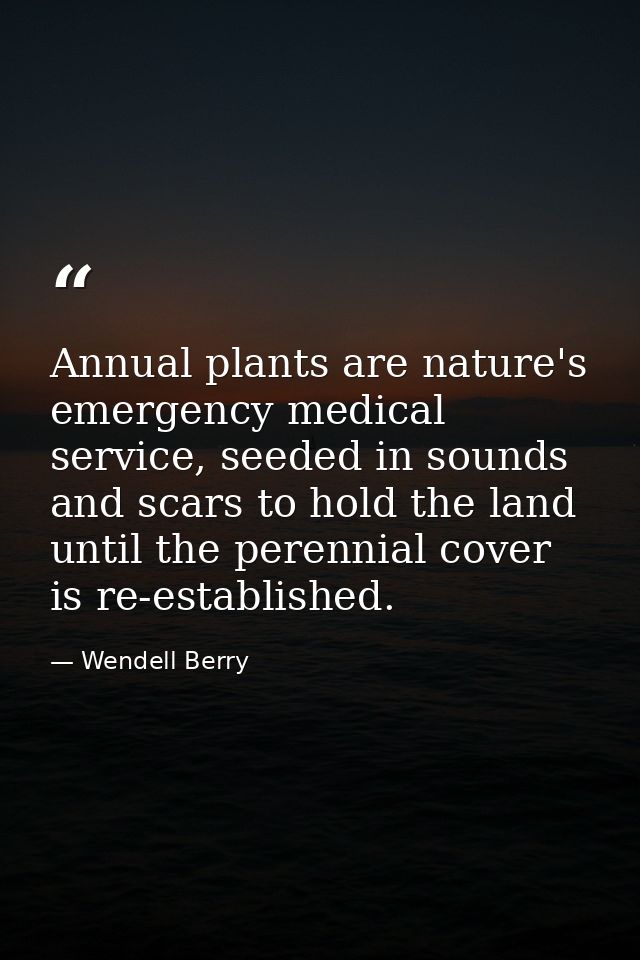 Annual plants are nature's emergency medical service, seeded in sounds and scars to hold the land until the perennial co — Wendell Berry