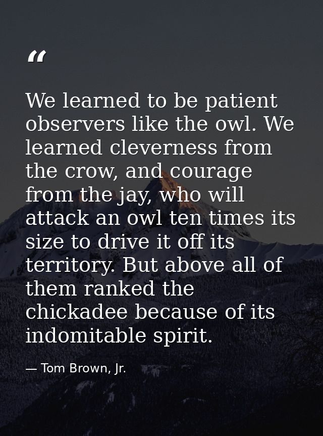 We learned to be patient observers like the owl. We learned cleverness from the crow, and courage from the jay, who will — Tom Brown, Jr.