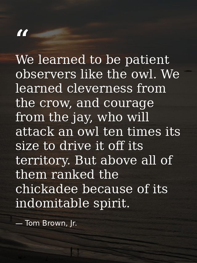 We learned to be patient observers like the owl. We learned cleverness from the crow, and courage from the jay, who will — Tom Brown, Jr.