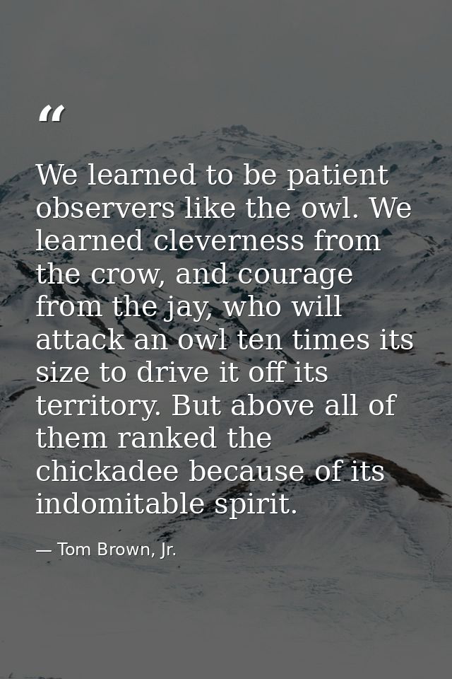 We learned to be patient observers like the owl. We learned cleverness from the crow, and courage from the jay, who will — Tom Brown, Jr.