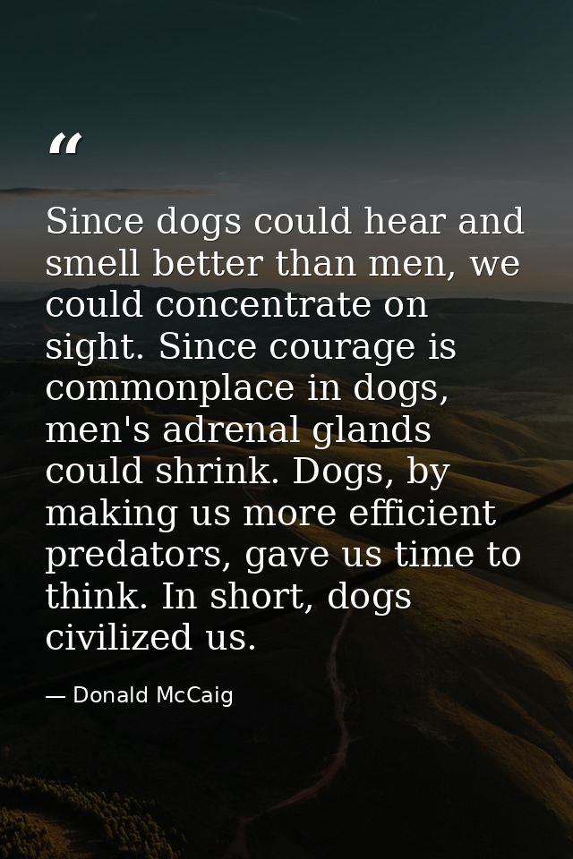Since dogs could hear and smell better than men, we could concentrate on sight. Since courage is commonplace in dogs, me — Donald McCaig