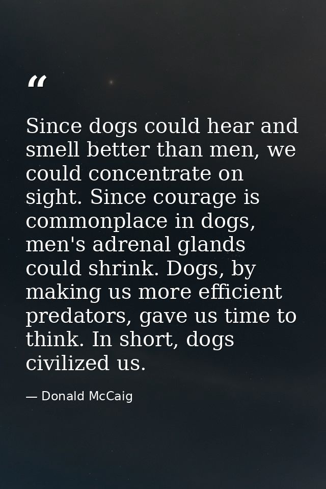 Since dogs could hear and smell better than men, we could concentrate on sight. Since courage is commonplace in dogs, me — Donald McCaig