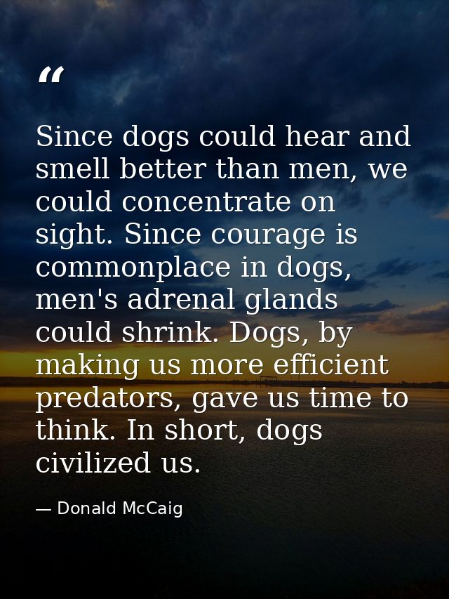 Since dogs could hear and smell better than men, we could concentrate on sight. Since courage is commonplace in dogs, me — Donald McCaig