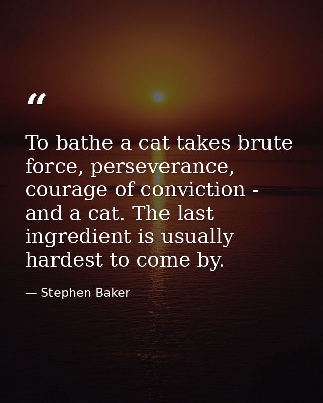 To bathe a cat takes brute force, perseverance, courage of conviction - and a cat. The last ingredient is usually hardes — Stephen Baker
