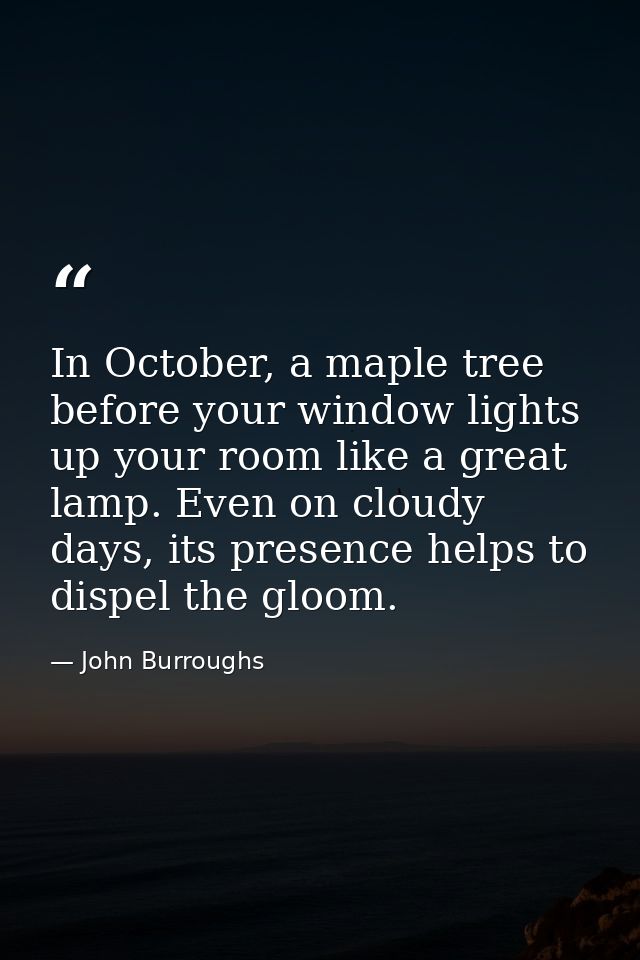 In October, a maple tree before your window lights up your room like a great lamp. Even on cloudy days, its presence hel — John Burroughs