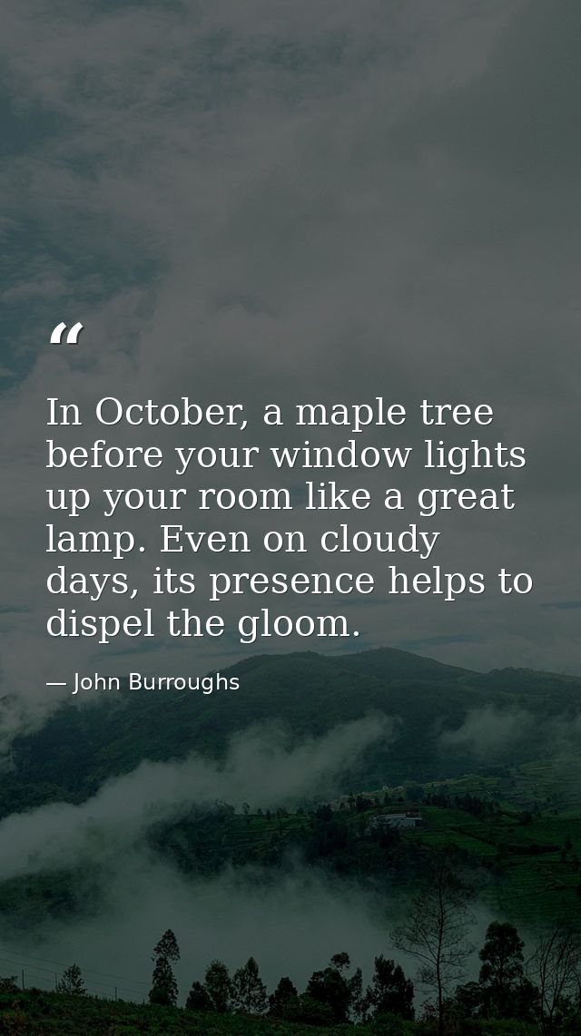 In October, a maple tree before your window lights up your room like a great lamp. Even on cloudy days, its presence hel — John Burroughs