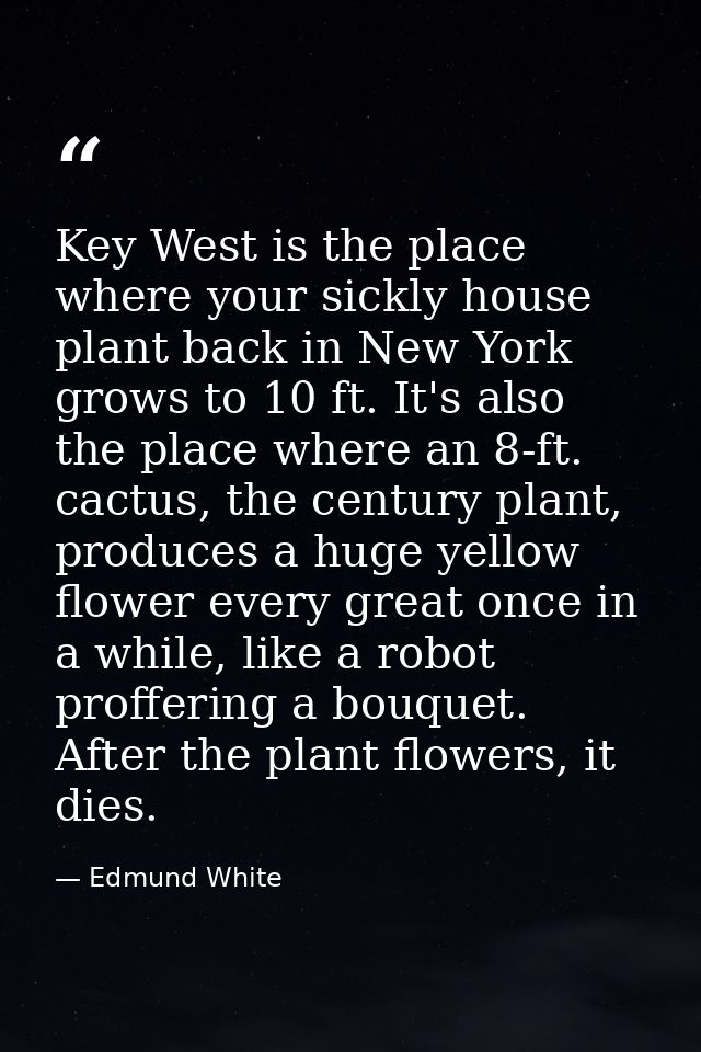 Key West is the place where your sickly house plant back in New York grows to 10 ft. It's also the place where an 8-ft.  — Edmund White