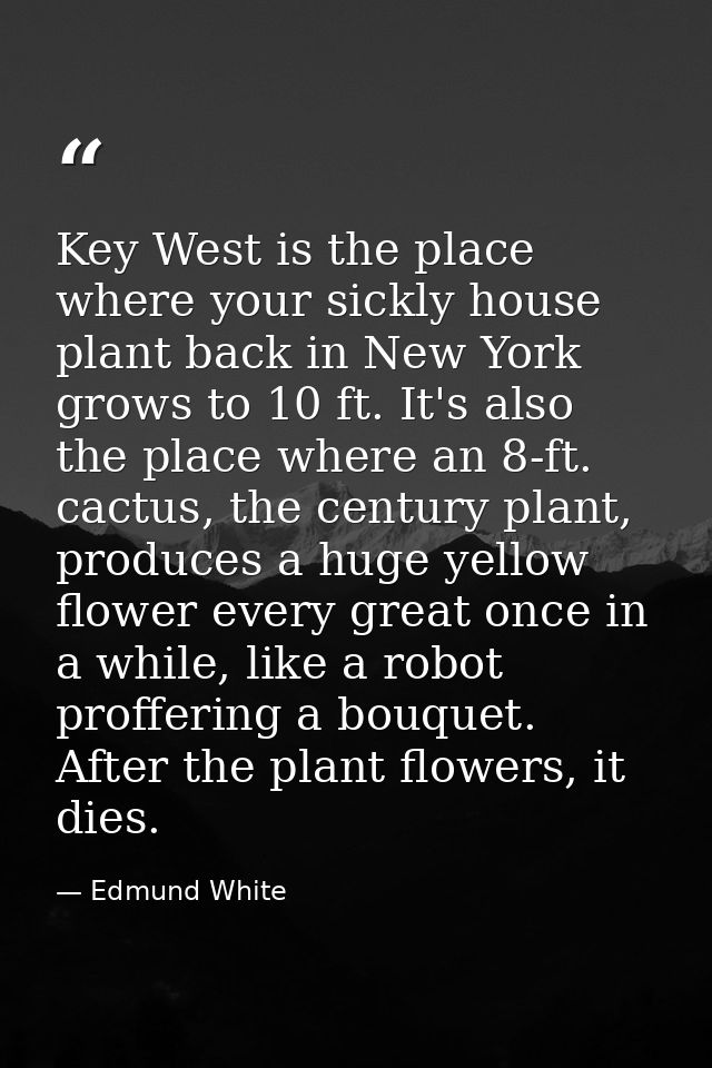 Key West is the place where your sickly house plant back in New York grows to 10 ft. It's also the place where an 8-ft.  — Edmund White
