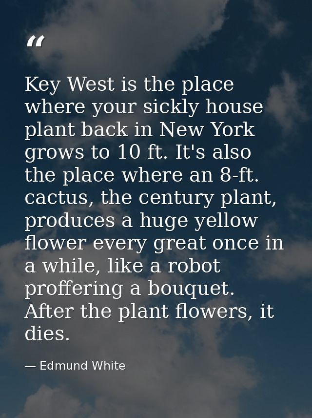 Key West is the place where your sickly house plant back in New York grows to 10 ft. It's also the place where an 8-ft.  — Edmund White