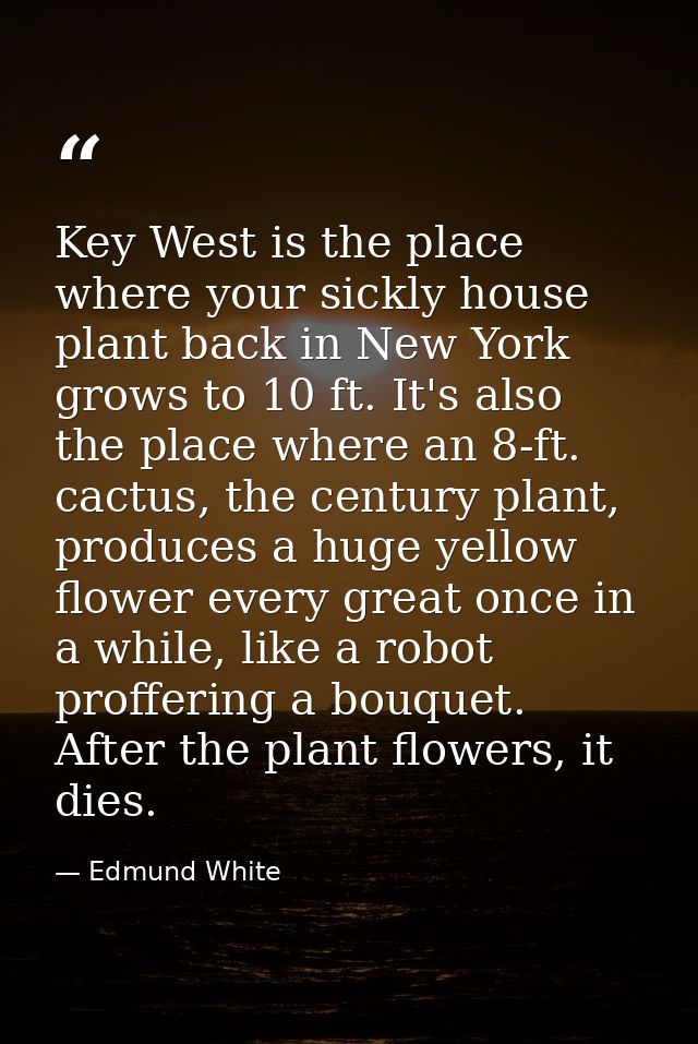 Key West is the place where your sickly house plant back in New York grows to 10 ft. It's also the place where an 8-ft.  — Edmund White
