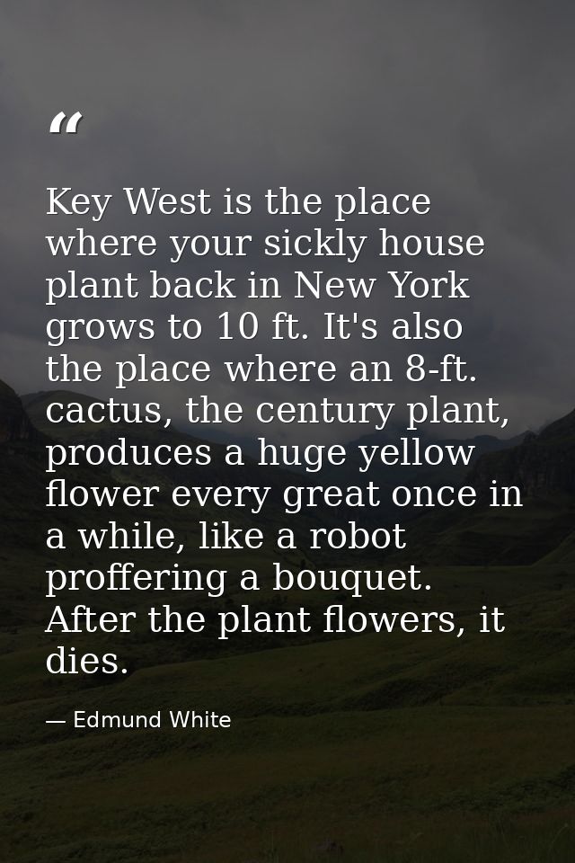 Key West is the place where your sickly house plant back in New York grows to 10 ft. It's also the place where an 8-ft.  — Edmund White