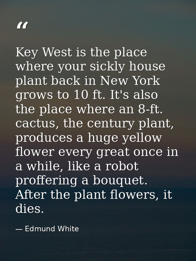 Key West is the place where your sickly house plant back in New York grows to 10 ft. It's also the place where an 8-ft.  — Edmund White