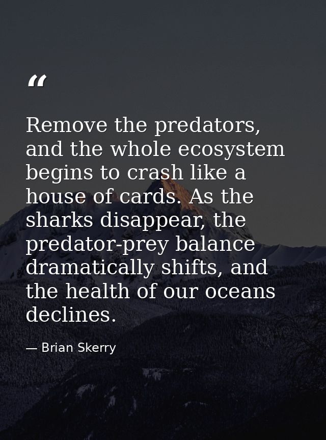 Remove the predators, and the whole ecosystem begins to crash like a house of cards. As the sharks disappear, the predat — Brian Skerry