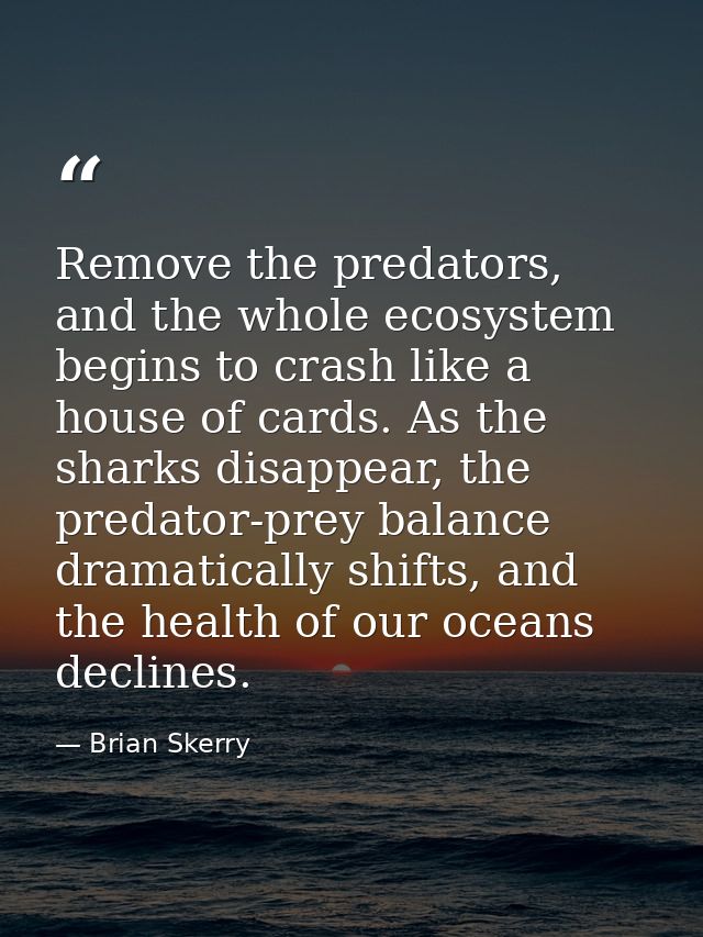 Remove the predators, and the whole ecosystem begins to crash like a house of cards. As the sharks disappear, the predat — Brian Skerry