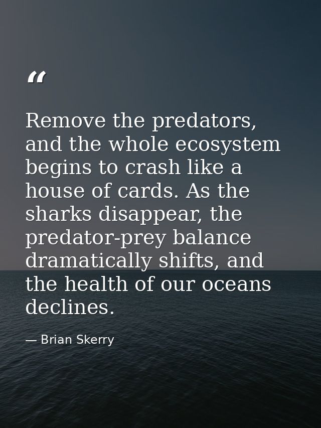 Remove the predators, and the whole ecosystem begins to crash like a house of cards. As the sharks disappear, the predat — Brian Skerry