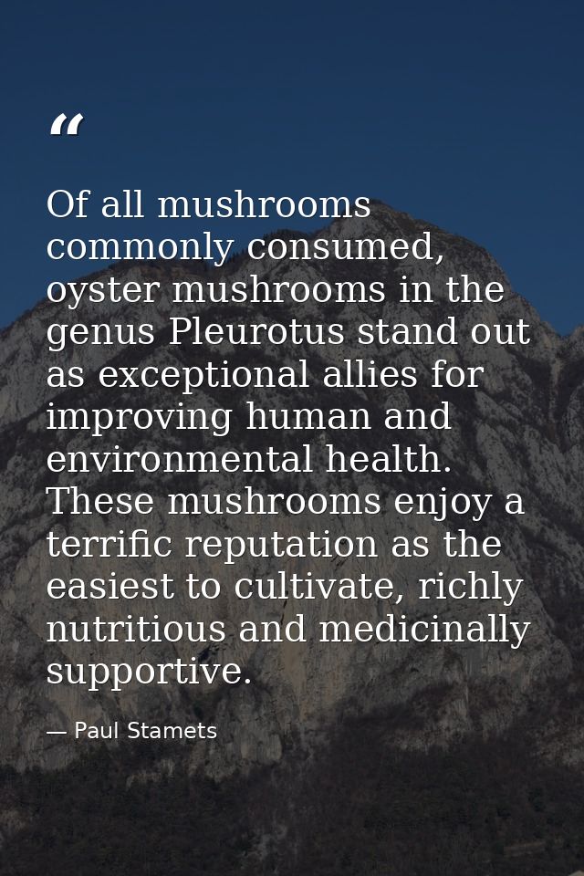 Of all mushrooms commonly consumed, oyster mushrooms in the genus Pleurotus stand out as exceptional allies for improvin — Paul Stamets