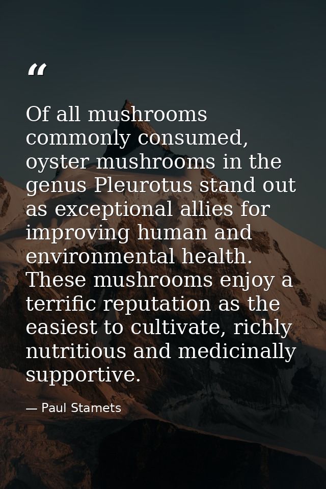Of all mushrooms commonly consumed, oyster mushrooms in the genus Pleurotus stand out as exceptional allies for improvin — Paul Stamets