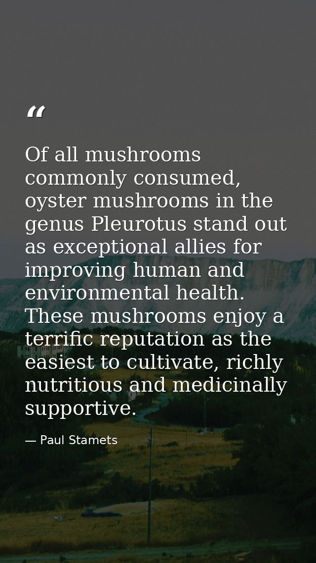 Of all mushrooms commonly consumed, oyster mushrooms in the genus Pleurotus stand out as exceptional allies for improvin — Paul Stamets
