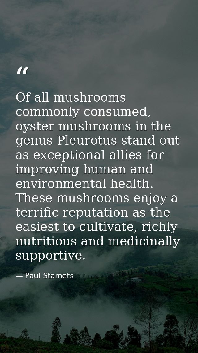 Of all mushrooms commonly consumed, oyster mushrooms in the genus Pleurotus stand out as exceptional allies for improvin — Paul Stamets