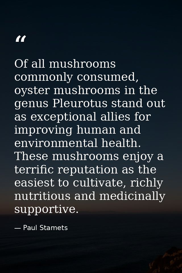 Of all mushrooms commonly consumed, oyster mushrooms in the genus Pleurotus stand out as exceptional allies for improvin — Paul Stamets