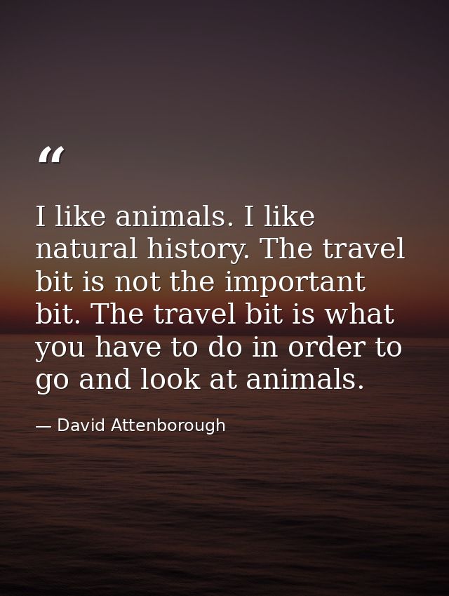 I like animals. I like natural history. The travel bit is not the important bit. The travel bit is what you have to do i — David Attenborough