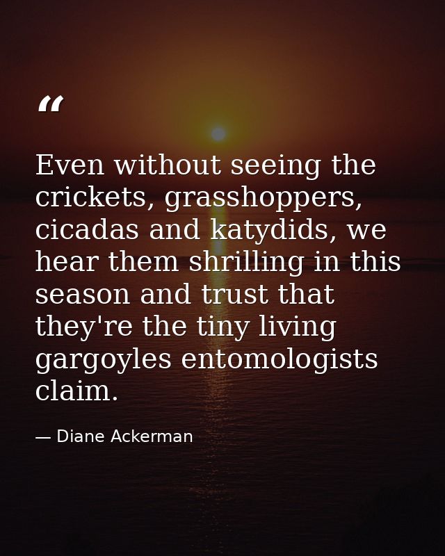 Even without seeing the crickets, grasshoppers, cicadas and katydids, we hear them shrilling in this season and trust th — Diane Ackerman