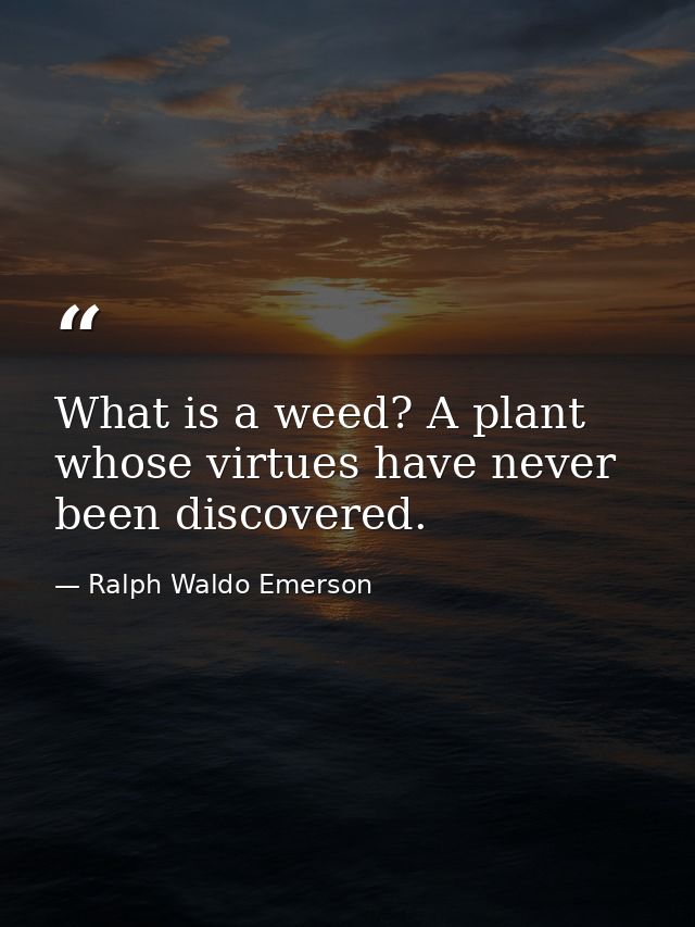 What is a weed? A plant whose virtues have never been discovered. — Ralph Waldo Emerson